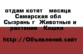 отдам котят 2 месяца - Самарская обл., Сызрань г. Животные и растения » Кошки   